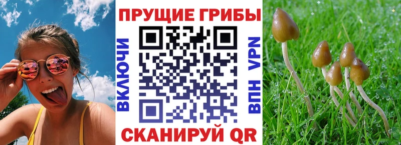 Галлюциногенные грибы Magic Shrooms  где можно купить наркотик  Новомосковск 